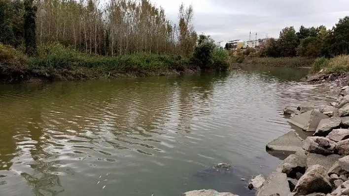 Bursa'da toplu balık ölümleri