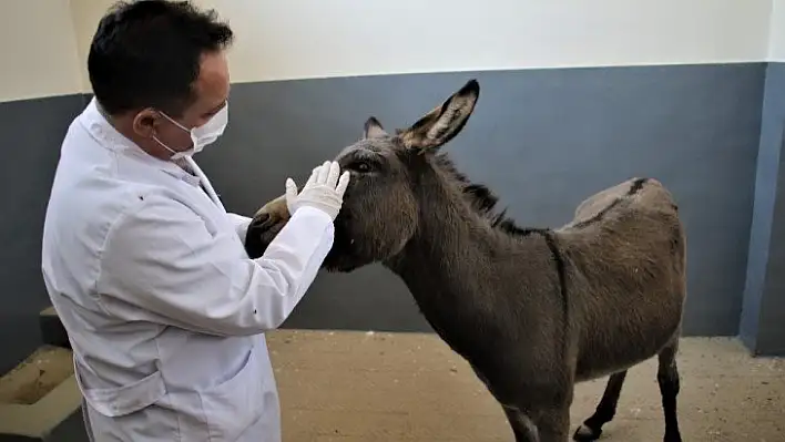 Çocukların oyuncağı olan gözleri görmeyen eşek, kurtarıldı tedavi altına alındı