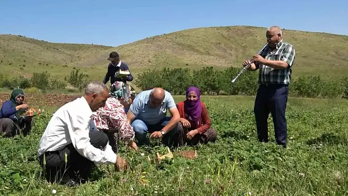 Davul klarnet eşliğinde çilek hasadı başladı