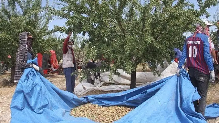 Devlet desteğiyle bin dönüme ektiği bademde hasada başladı