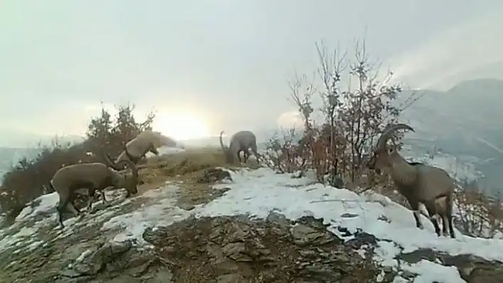 Doğaya bırakılan yemleri yiyen yaban keçileri ve kuşlar görüntülendi