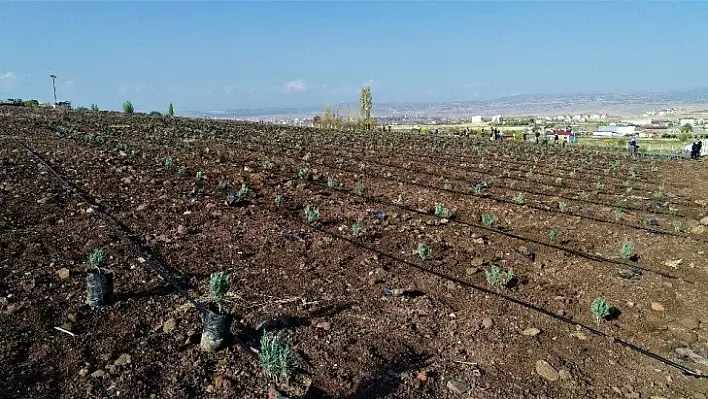 Doğu Anadolu Bölgesi'nin en büyük lavanta bahçesi Elazığ'da kuruldu