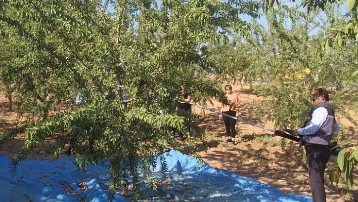 Elazığ'da 'organik badem hasat etkinliği' düzenlendi