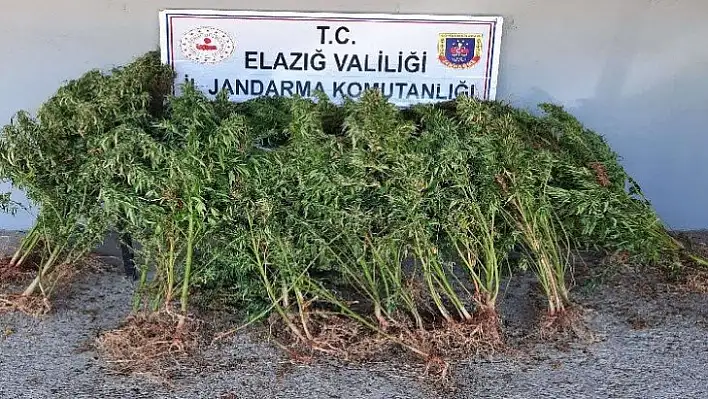 Elazığ'da 110 kök kenevir bitkisi ele geçirildi