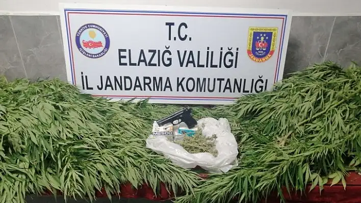 Elazığ'da 119 kök kenevir ele geçirildi