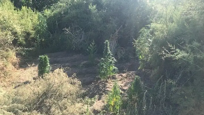 Elazığ'da 182 kök kenevir ele geçirildi