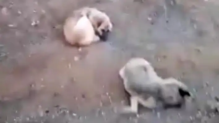 Elazığ'da bir köpek, ölen dişisinin başında 4 gün bekledi