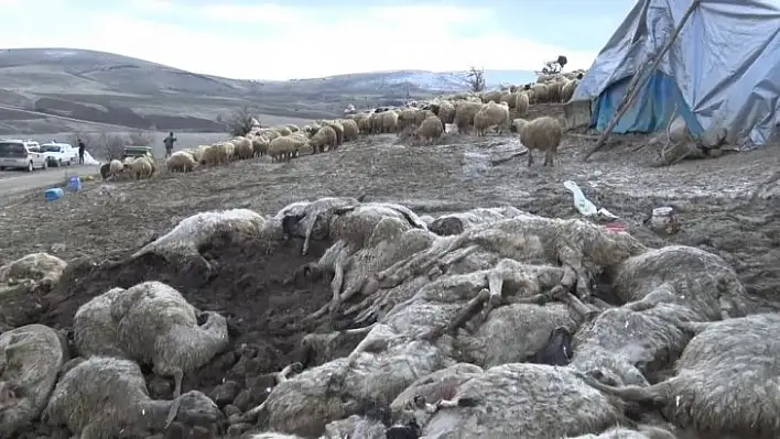 Çiçek hastalığı 600'den fazla koyunu telef etti