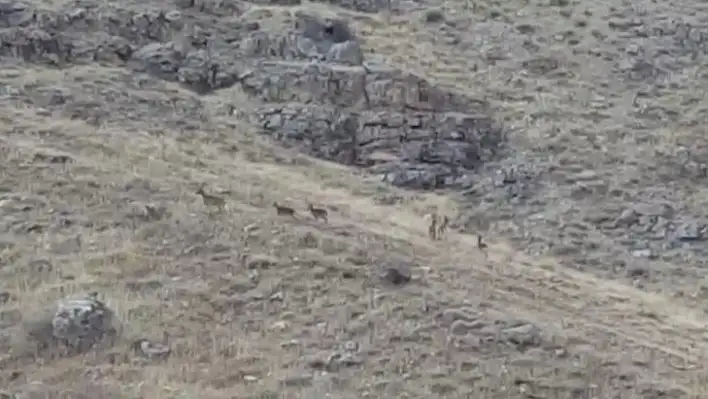 Elazığ'da dağ keçileri sürü halinde görüntülendi