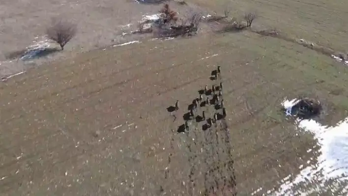 Elazığ'da domuz sürüsü drone ile görüntülendi