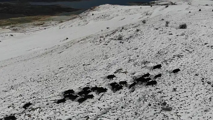 Elazığ'da domuz sürüsünün kaçışları drone ile böyle görüntülendi