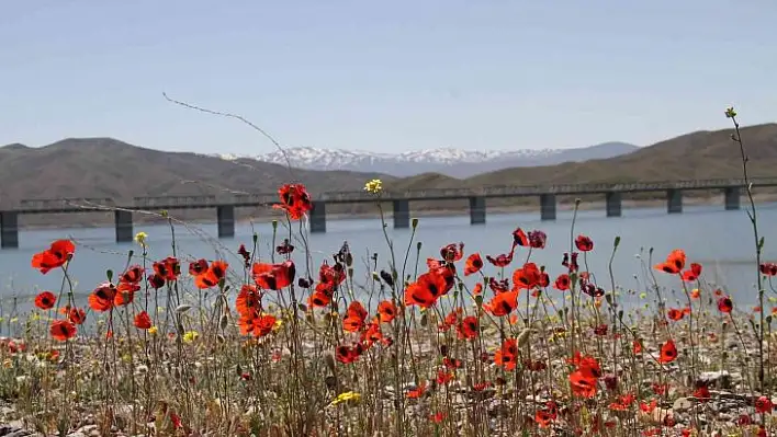 Elazığ'da gelinciklerin görsel şöleni