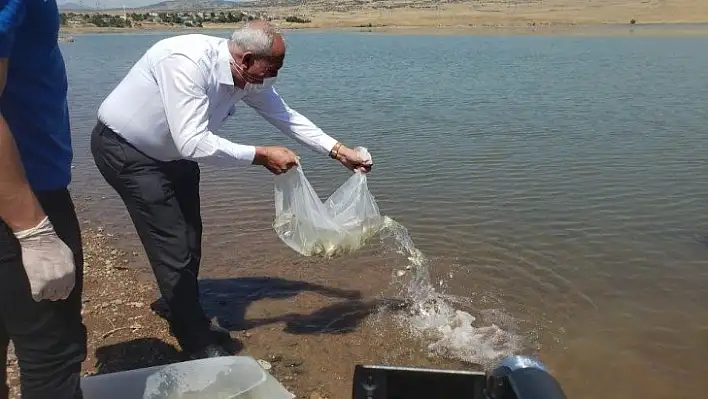 Elazığ'da Kalecik Barajı'na 5 bin sazan yavrusu bırakıldı