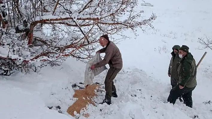 Elazığ'da karla kaplı bölgelerde yaban hayatına yem desteği