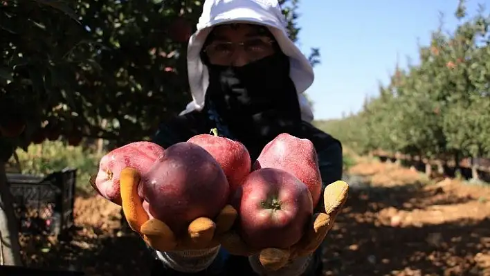 Elazığ'da kırmızı elma hasadı başladı