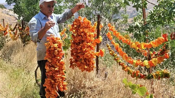 Elazığ'da kış için 'kurutmalık' mesaisi  başladı