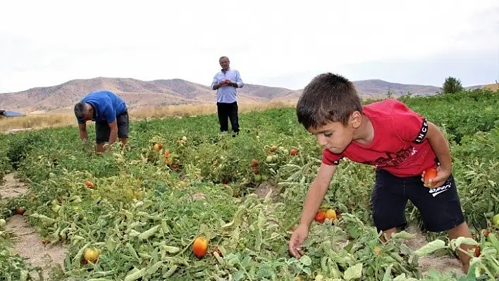 Elazığ'da, müşteriler tarlada kendi sebzesini toplayarak satın alıyor