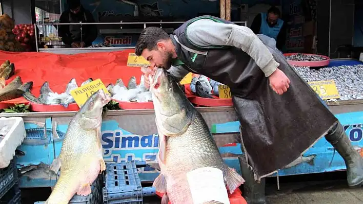 Elazığ'da sezonun son dev turna balığı yakalandı: Tam 103 kilogram