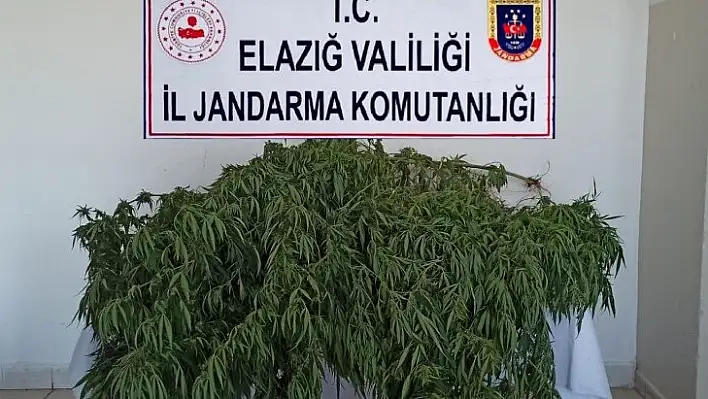 Elazığ'da uyuşturucu operasyonu: 1 gözaltı