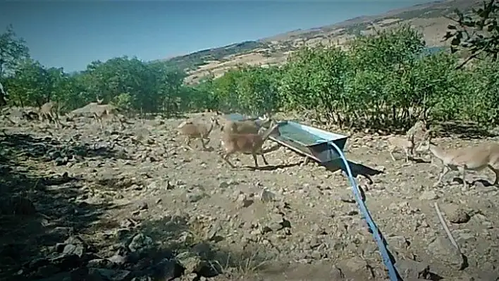 Elazığ'da yaban hayatı fotokapanla görüntülendi