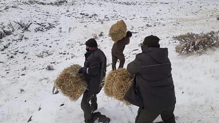 Elazığ'da yaban hayatı için yem desteği sürüyor