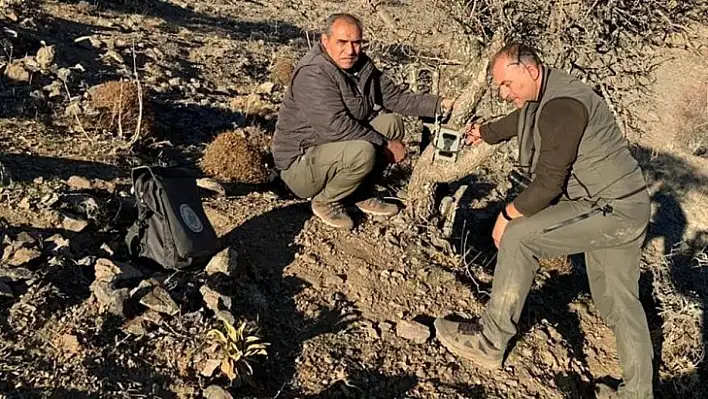 Elazığ'da yaban hayatı ve kaçak avcılar, fotokapanlarla tespit ediliyor