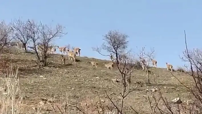 Elazığ'da yaban keçi sürüsü görüntülendi