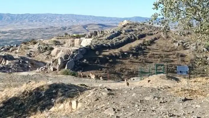 Elazığ'da yaban keçileri tarihi Harput Kalesine indi