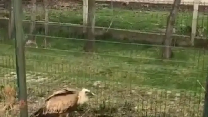 Elazığ'da yaralı akbaba tedavi altına alındı