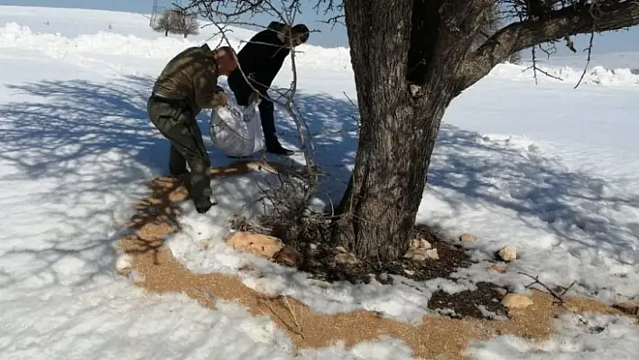 Elazığ'da yemleme çalışmaları sürüyor