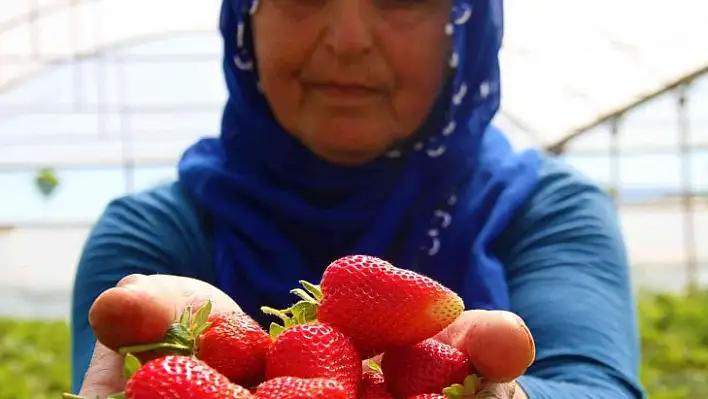 Elazığ'da yılın ilk örtü altı çilek hasadı başladı