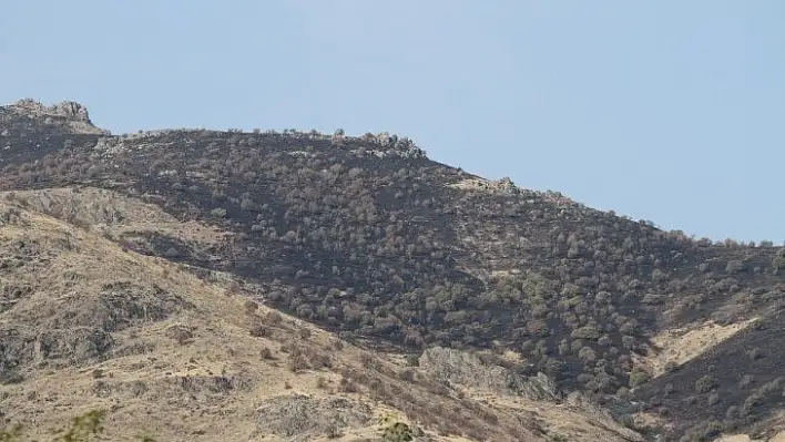 Elazığ'daki  orman yangını söndürüldü