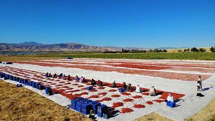 Elazığ'ın domatesi kurutulup dünyaya gönderiliyor