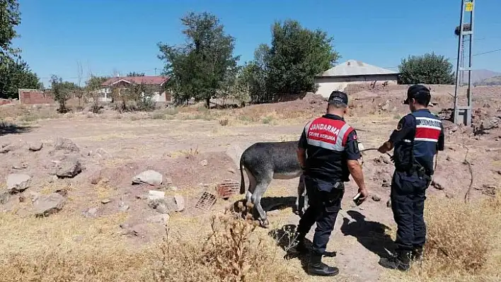 Eşekleri traktörün arkasına bağlayıp sürüklemişti, o sürücü bulundu ceza kesildi