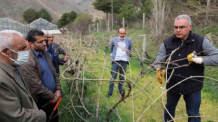 FÜ tarafından çiftçilere bağ budama eğitimi verildi