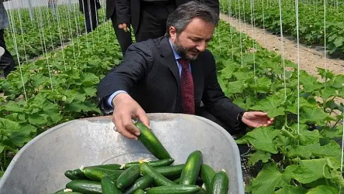 Elazığ'da serada ilk hasat