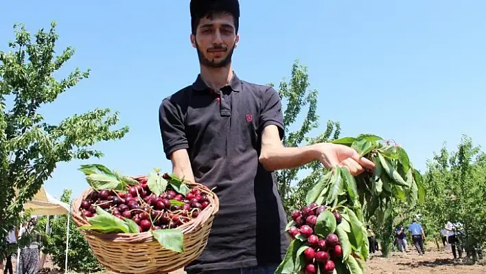 Harput kirazında hasat zamanı