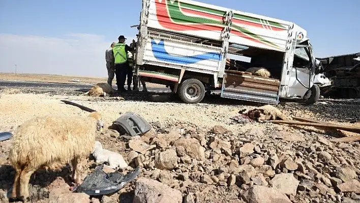 Şanlıurfa'da hayvan yüklü 2 kamyonet kafa kafaya çarpıştı