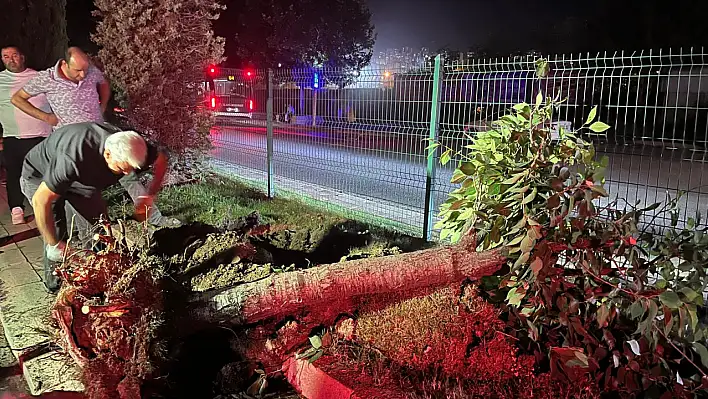 Hazardağlı Kavşağı'ndaki ağaçlar taşınarak koruma altına alınıyor