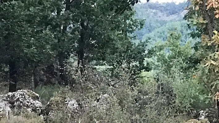 Aydın'da iki gün önce kaybolan genç, ağaçta asılı halde bulundu