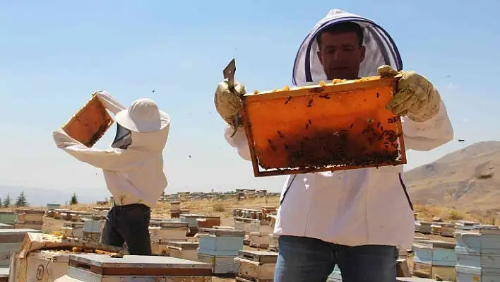 İklim değişikliği florayı etkiledi, arıcılar bu yıl da umduğunu bulamadı