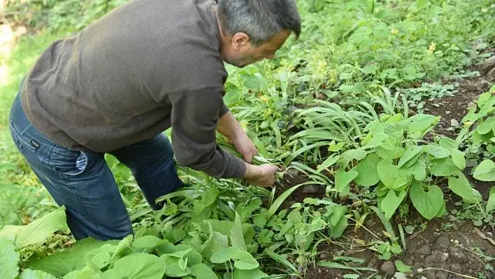 İlaç sanayinin gözdesi kardelen soğanı Artvin'de sökülmeye başlandı