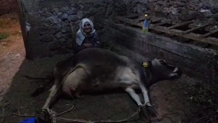 İneği ölen yaşlı kadına Vali Kaldırım'dan yardım eli uzandı