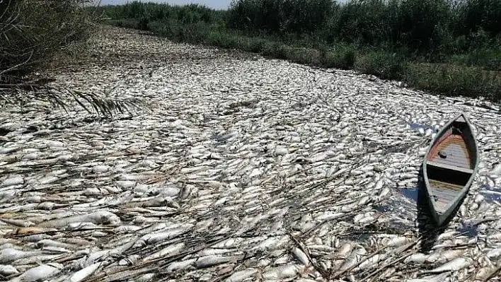 Irak'ta onlarca ton balık telef oldu