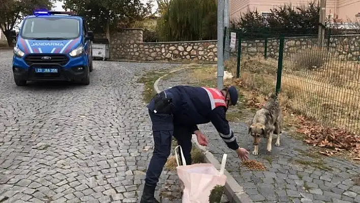 Jandarma, kısıtlama da sessiz dostlarını beslemeyi ihmal etmedi