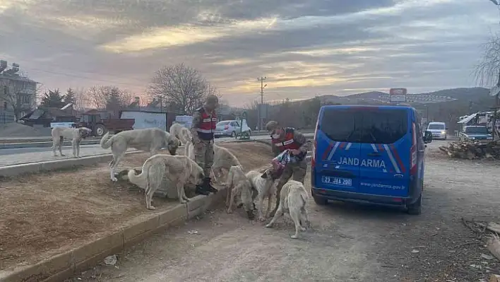 Jandarma, Ramazan ayında da  sokak hayvanlarını yalnız bırakmadı