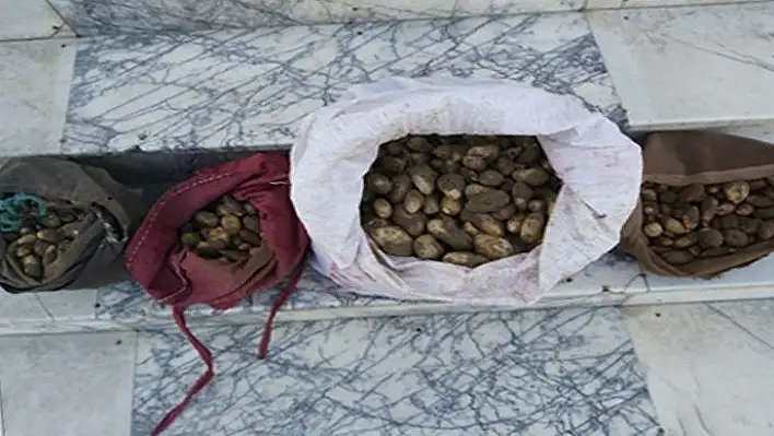 Yasa dışı salep soğanı toplayan 4 kişi yakalandı