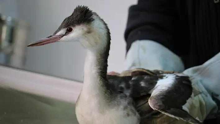 Kanadına saçma isabet eden 'Karabatak' kuşu tedavi altına alındı