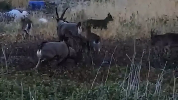 Karaleylek kanyonu çevresinde yaban keçi sürüsü görüntülendi