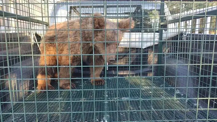 Kayalıklardan düşerek yaralanan yavru ayı 'Elfi' tedavisi için Bursa'ya gönderildi